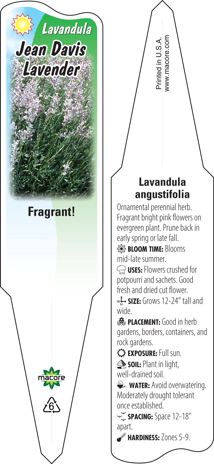 lavandula angustifolia jean davis