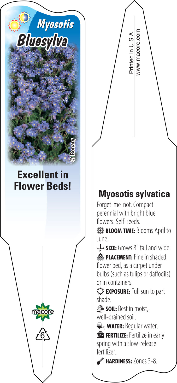 Myosotis (Forget Me Not) Seed, Compindi