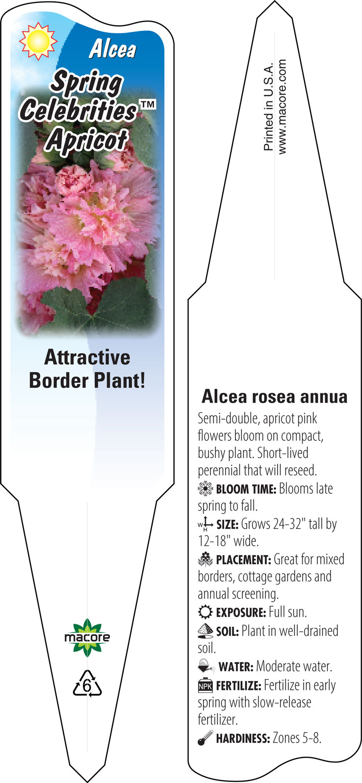 APRICOT CELEBRITY HOLLYHOCK Alcea rosea