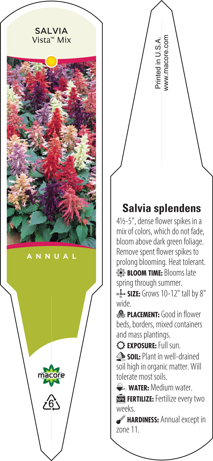 Salvia splendens Vista Mix