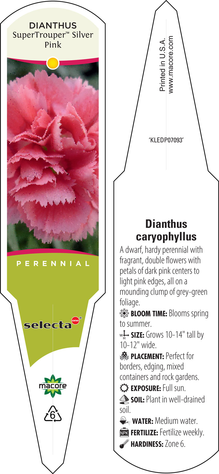 Dianthus caryophyllus 'SuperTrouper Silver Pink' (Carnation)