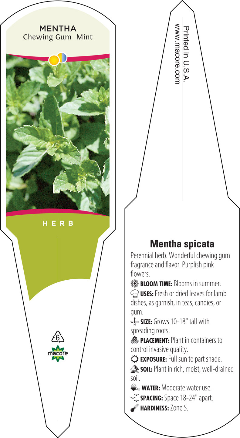 Mentha 'Chewing Gum' (mint 'Chewing Gum')