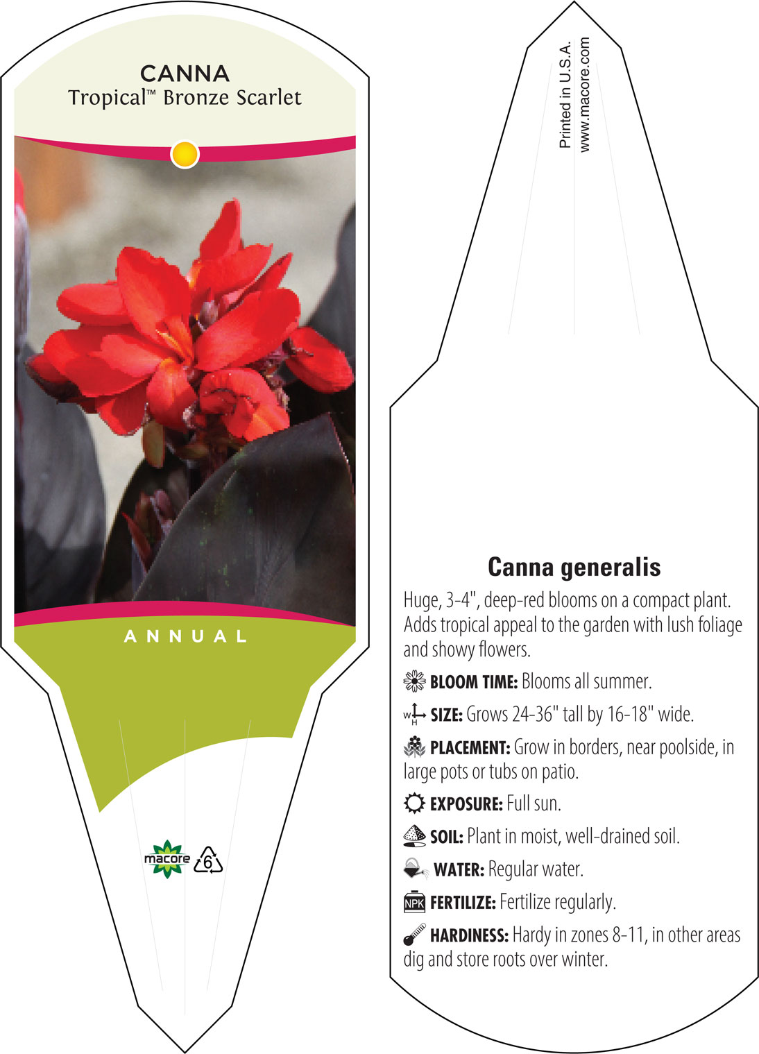 Cannova® Bronze Scarlet Canna Lily, Canna x generalis 'Bronze Scarlet