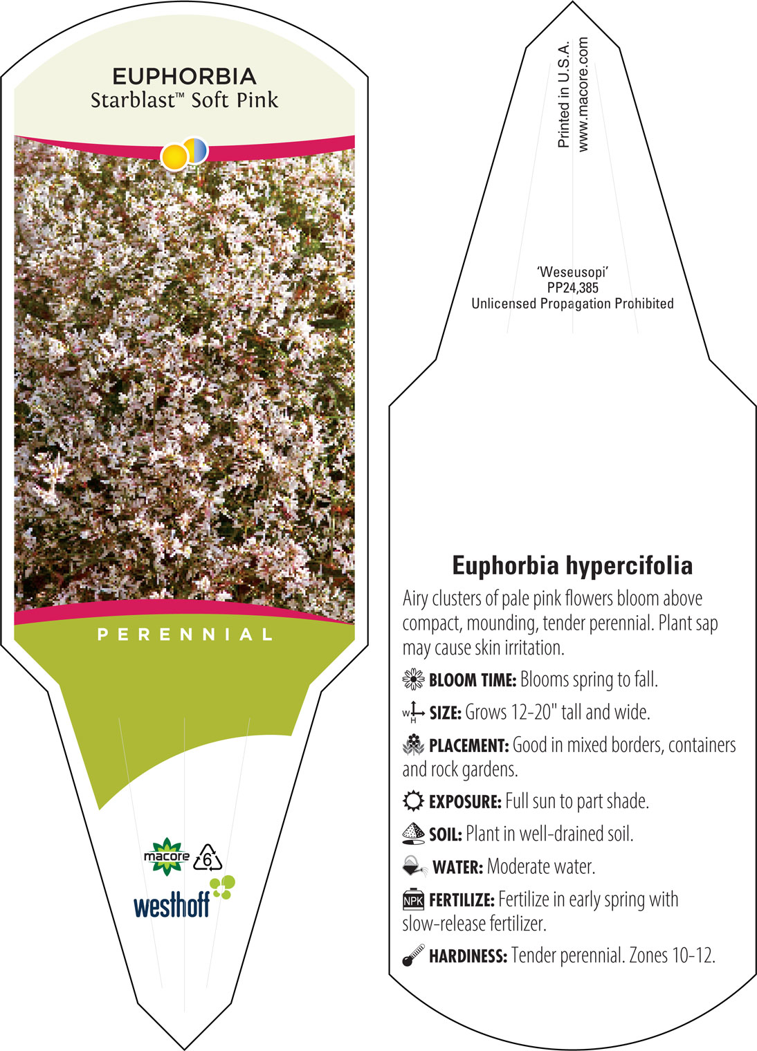 Westhoff euphorbia-starblast-snowdrift-001