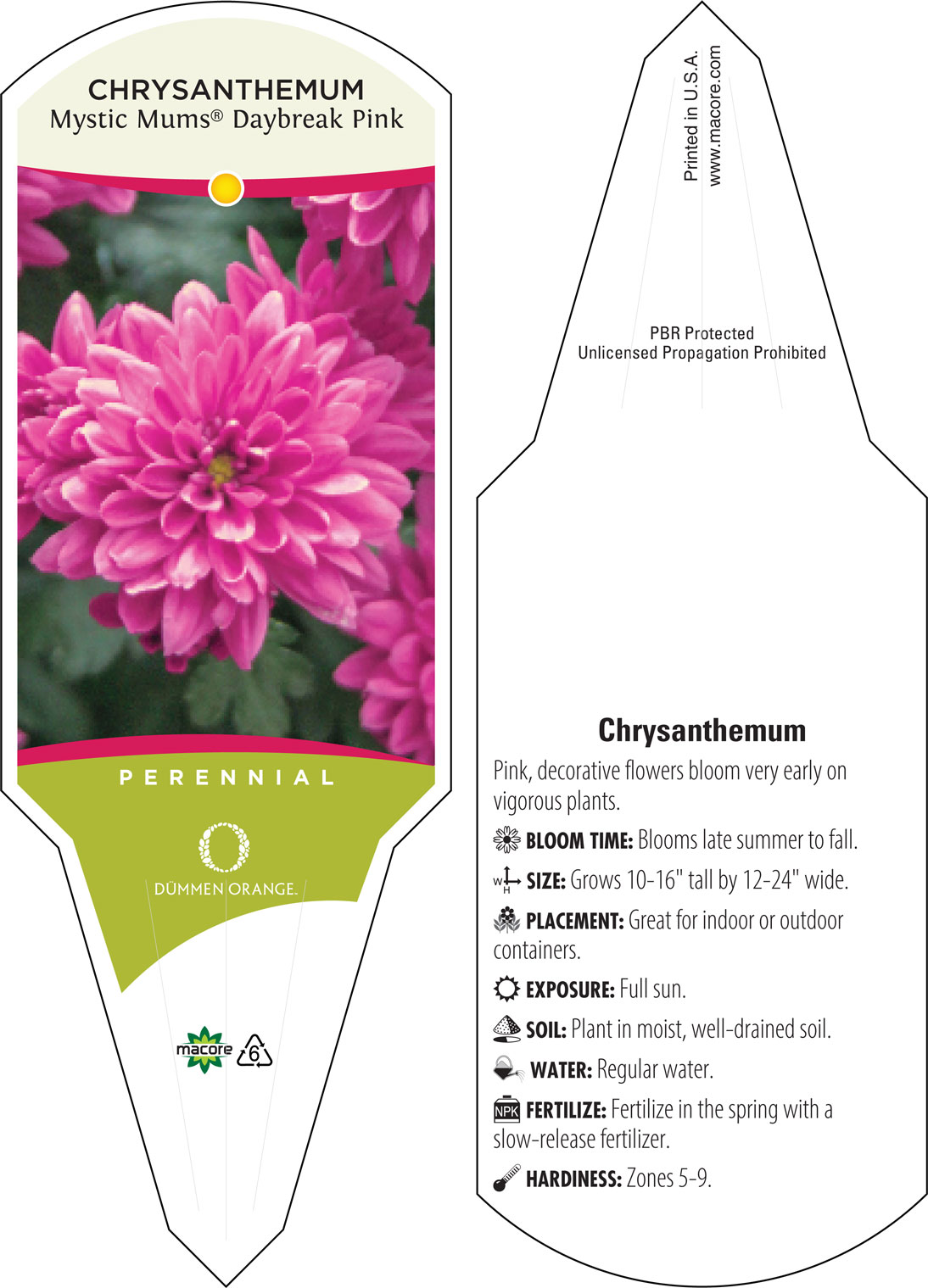 Chrysanthemum (Chrysanthemum x morifolium 'Misty Lilac Pink