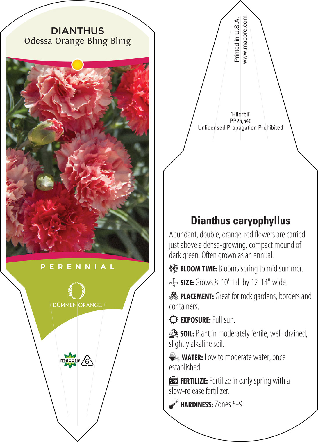 Oscar Dark Red Carnation (Dianthus caryophyllus 'KLEDP11108') in