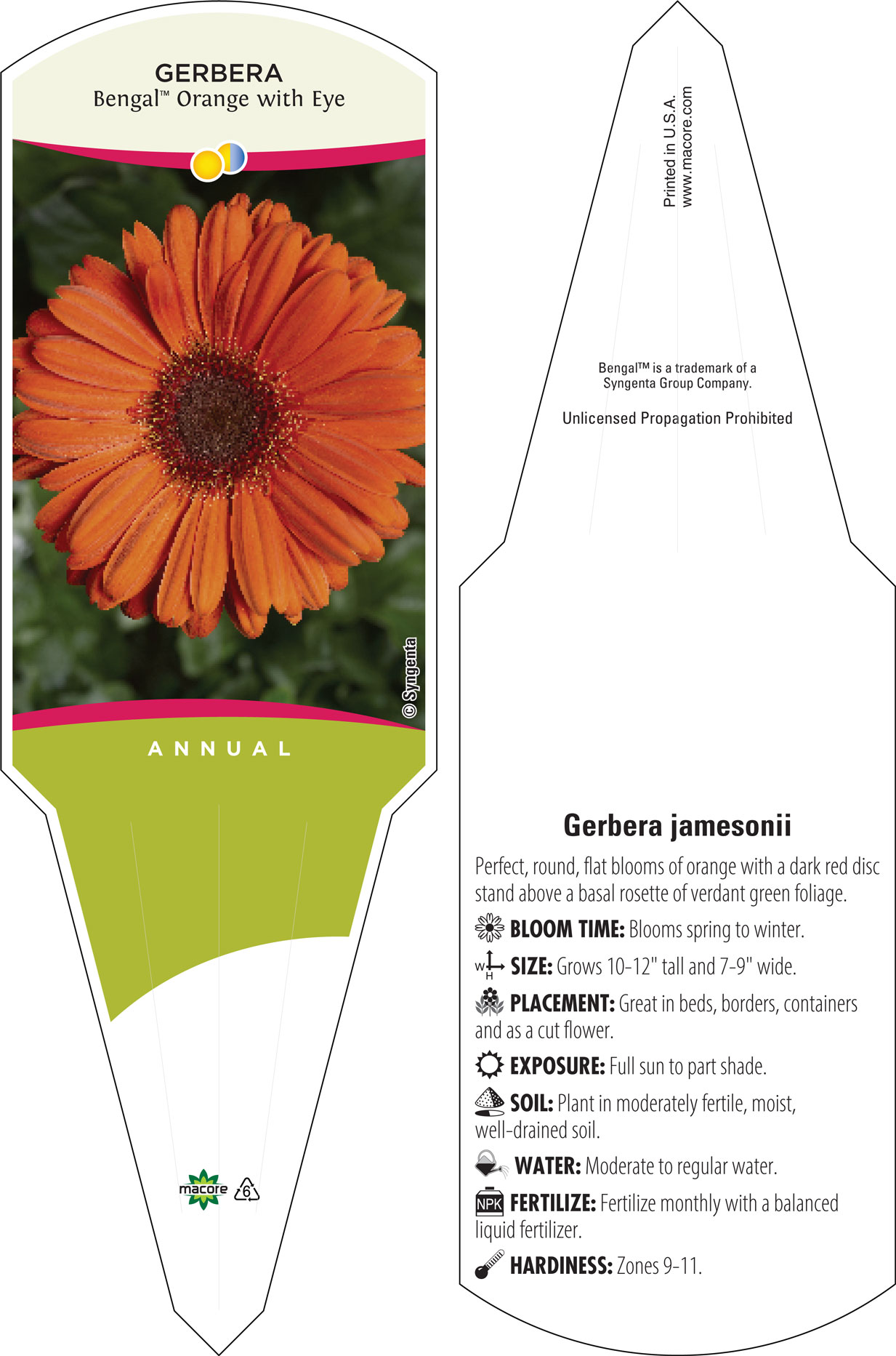 Gerbera jamesonii Mega Revolution™ Salmon Rose (Gerbera Daisy)