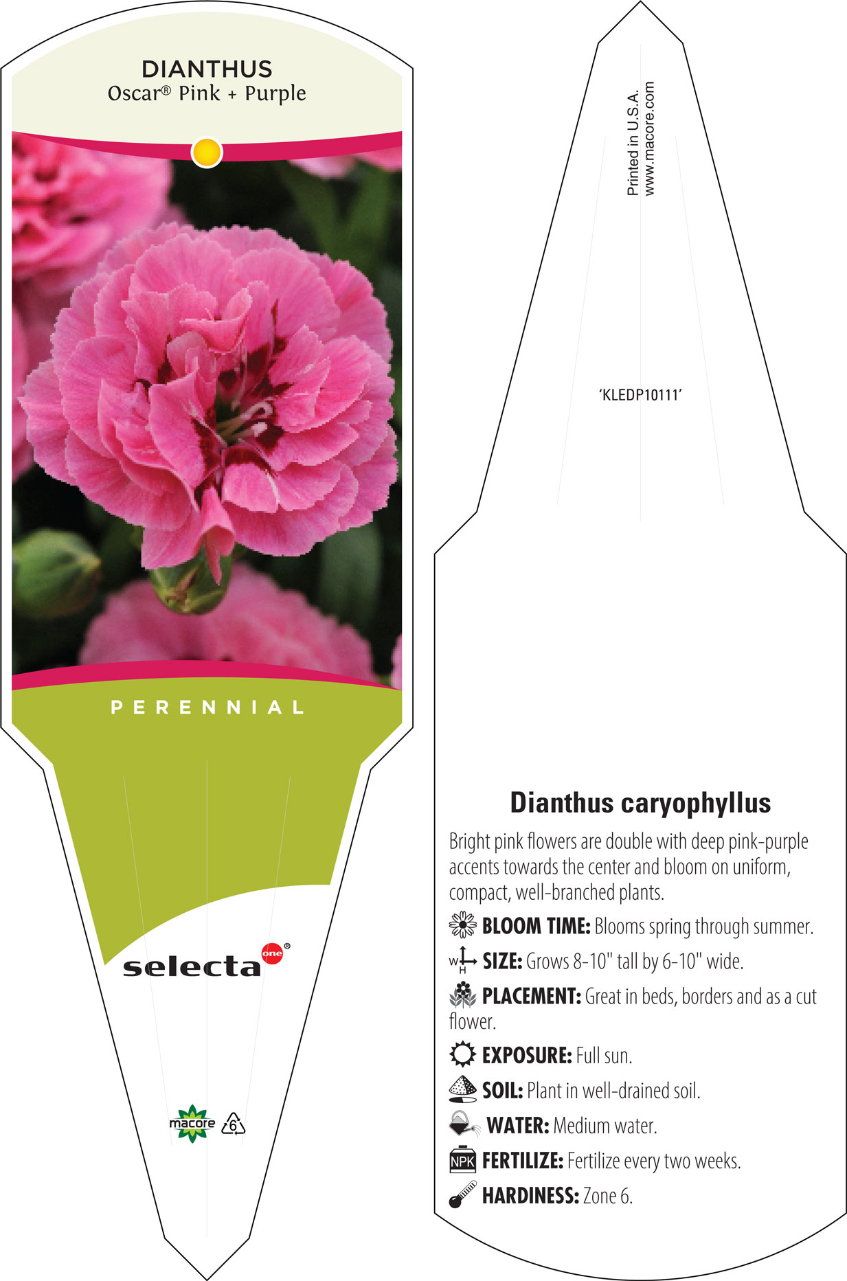 Oscar Dark Red Carnation (Dianthus caryophyllus 'KLEDP11108') in