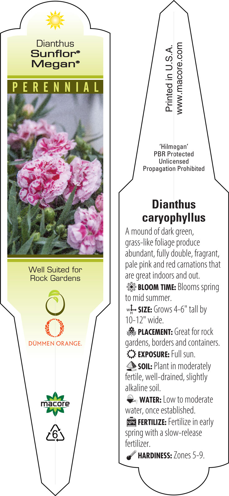 Oscar Dark Red Carnation (Dianthus caryophyllus 'KLEDP11108') in