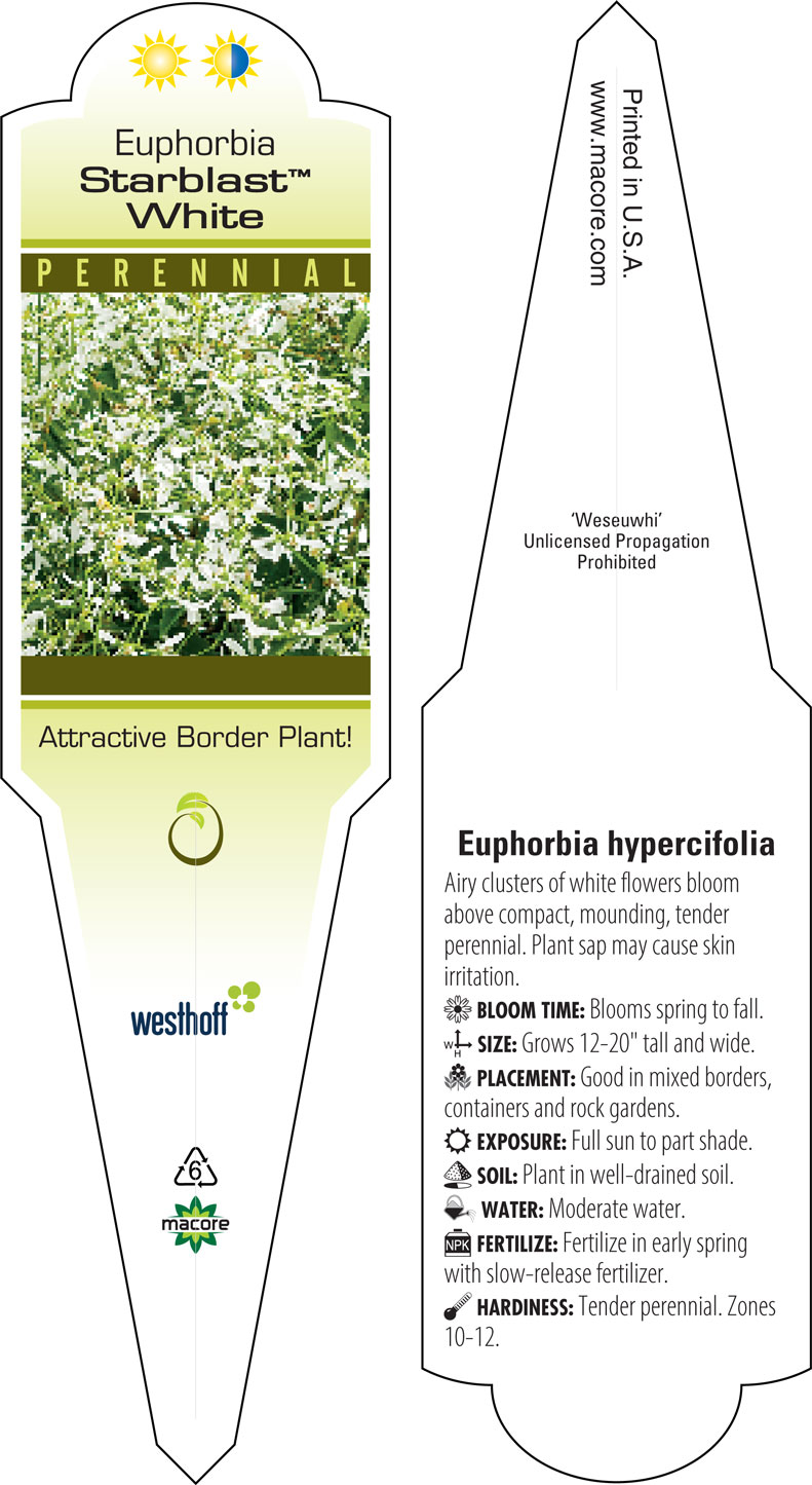 Westhoff euphorbia-starblast-white-002