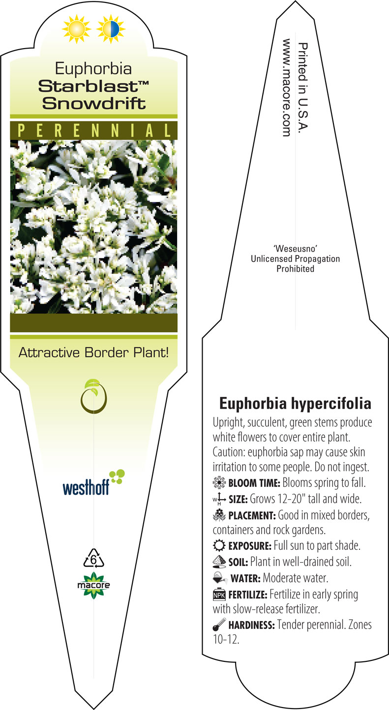 Westhoff euphorbia-starblast-snowdrift-001