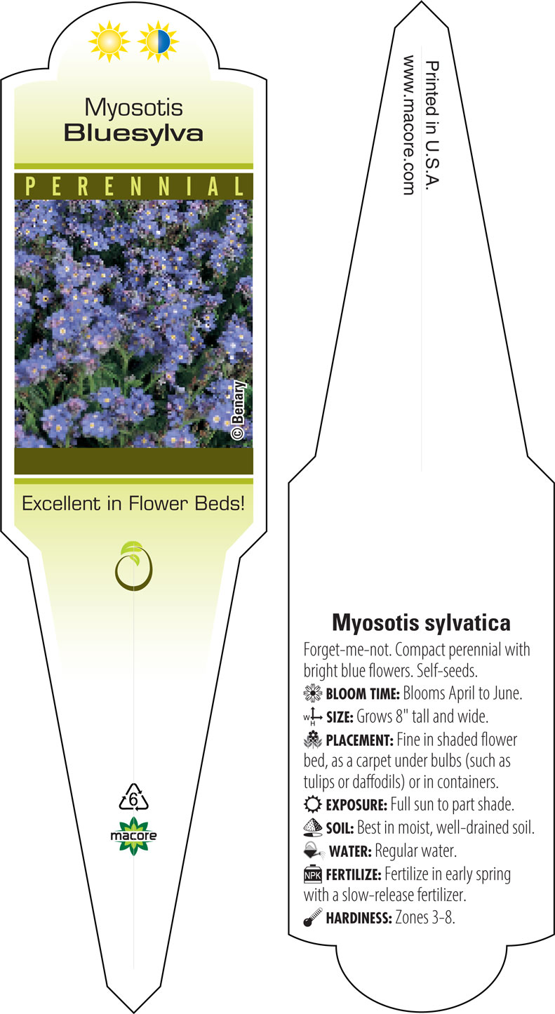 Myosotis sylvatica 'Bluesylva' - Forget-Me-Not (4 Pot) | Little Prince To  Go