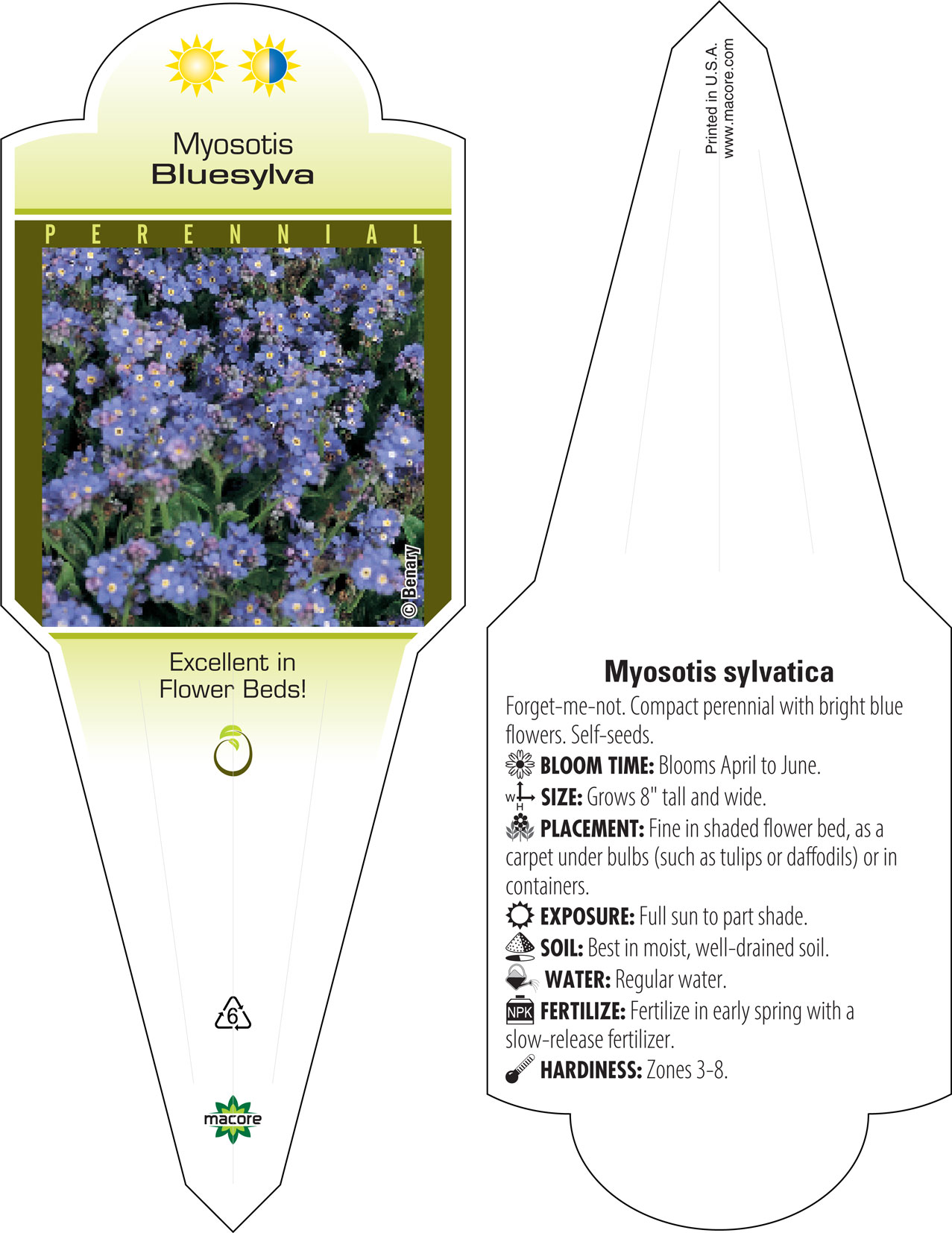 Myosotis sylvatica 'Bluesylva' - Forget-Me-Not (4 Pot) | Little Prince To  Go