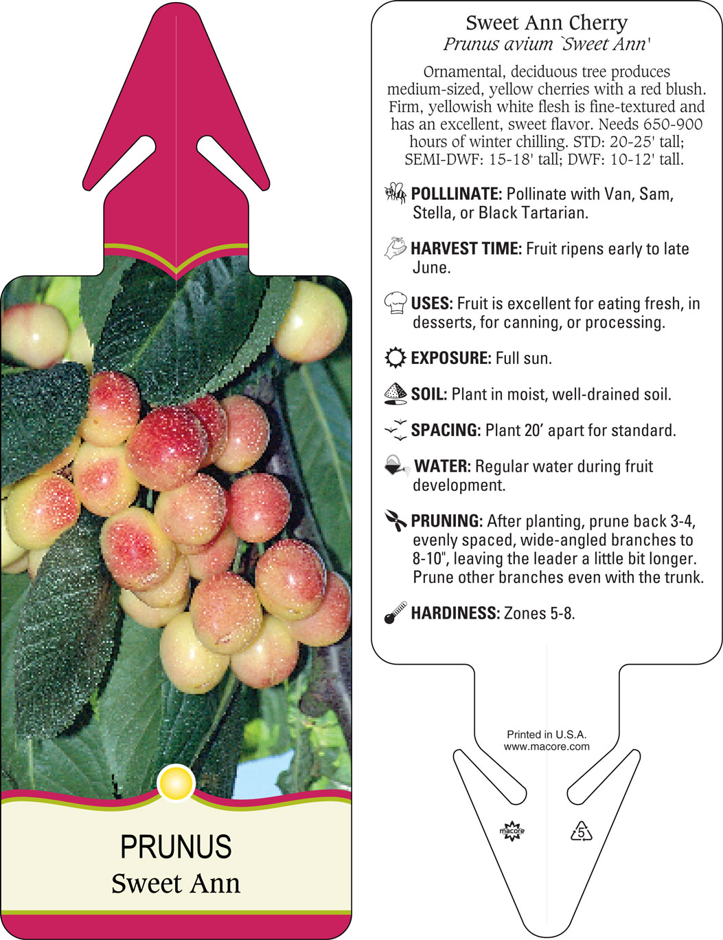 Prunus avium (Royal Ann) - Zone 5 Plants 
