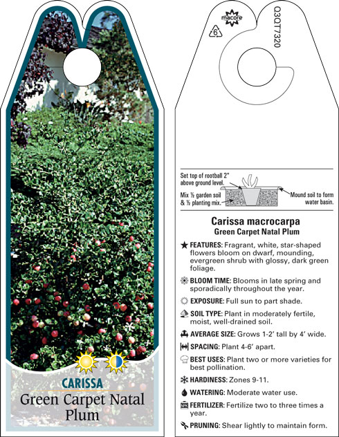Tuttlei Natal Plum Plants Shrubs Palm Paradise Nursery